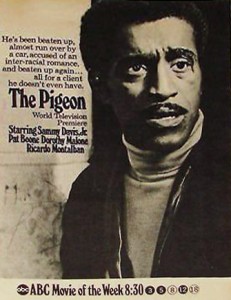 The-Pigeon